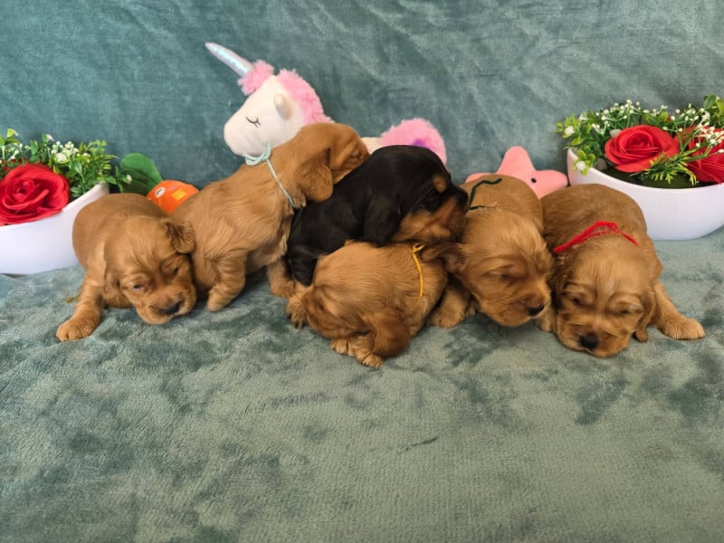 Cocker Spaniel Anglais - du domaine de Std Gladyce