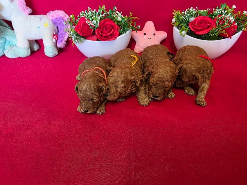 Caniche - du domaine de Std Gladyce