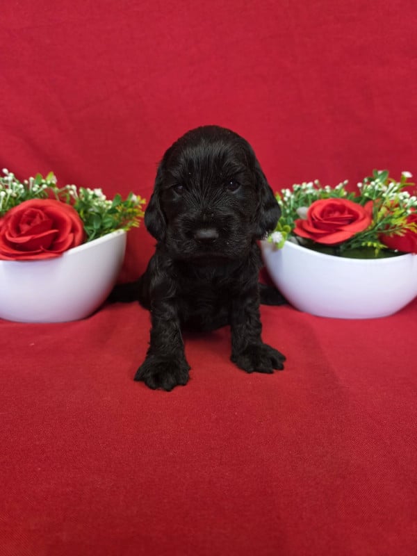 Cocker Spaniel Anglais - du domaine de Std Gladyce