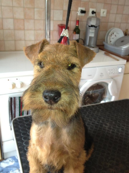 Welsh attitude Go with me