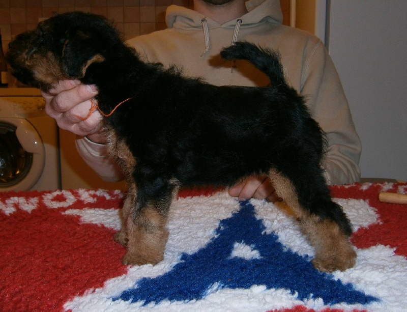 Welsh attitude Go with me