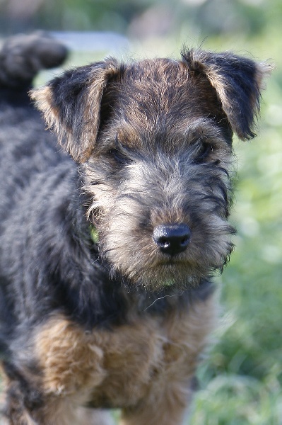 Welsh attitude Go with me