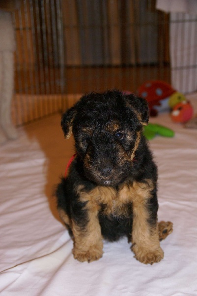 Welsh attitude Go with me