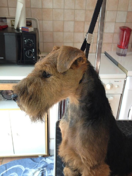 Welsh attitude Go with me