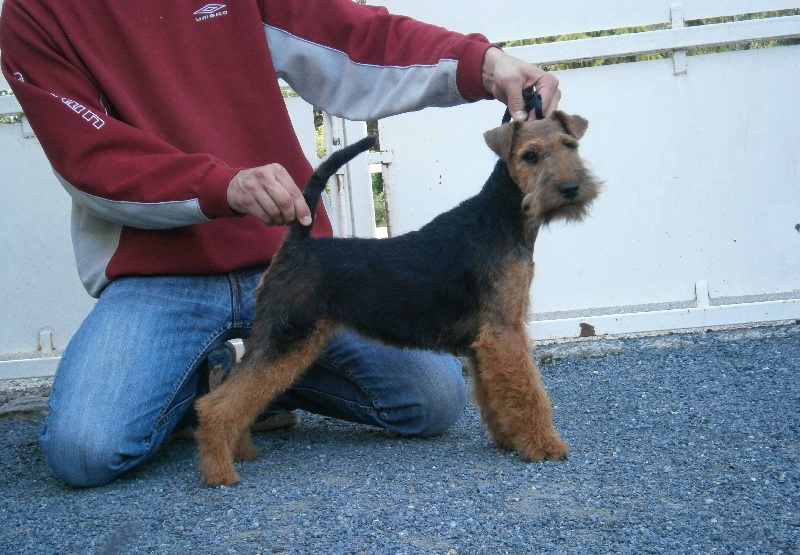 Welsh attitude Go with me