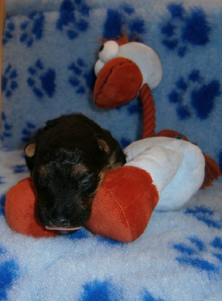 Welsh attitude Go with me