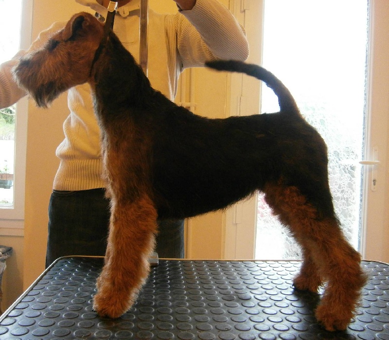 Welsh attitude Go with me