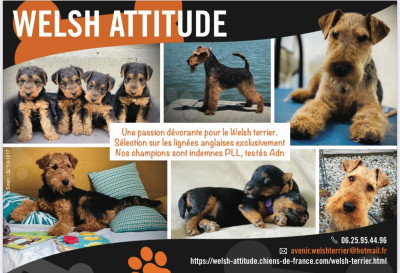 Les chiots de Welsh Terrier