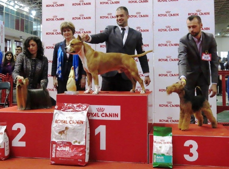 CH. kebulak Seductress - CCC CACIB BOB BOG3