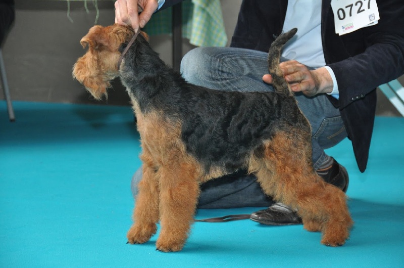 CH. kebulak Seductress - 1excellent Meilleur Jeune