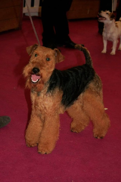 CH. kebulak Seductress - 2eme classe CACS femelle