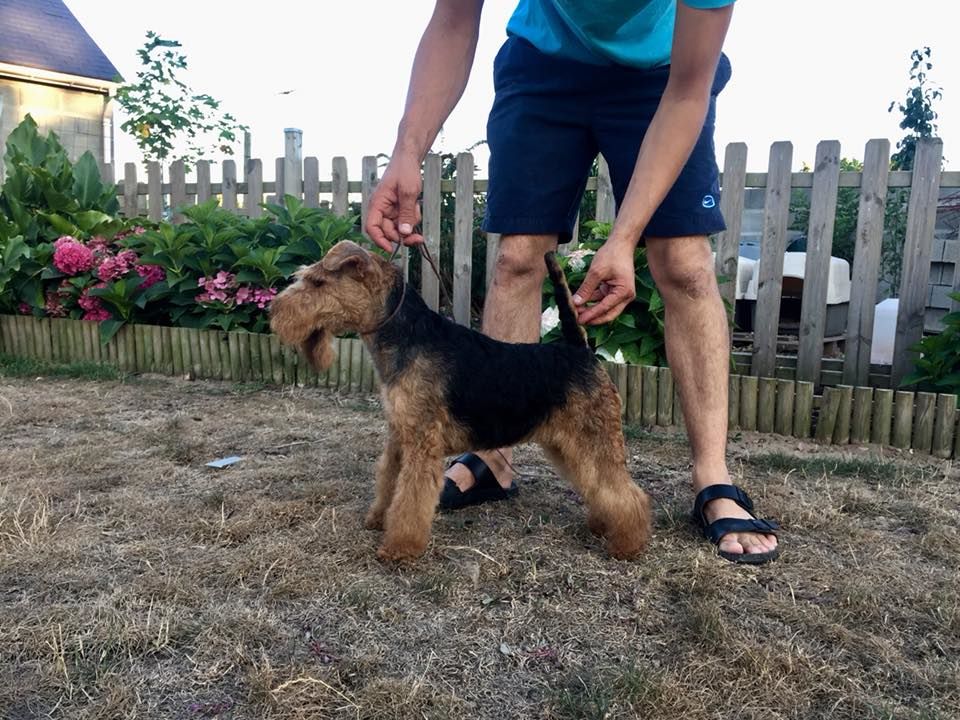 gaelgorm Devils dauther - CACS