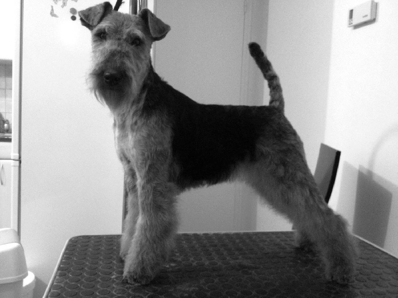 CH. kebulak Seductress - Meilleur Jeune 1er ex