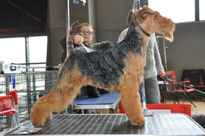 CH. kebulak Seductress - 1excellent Meilleur Jeune