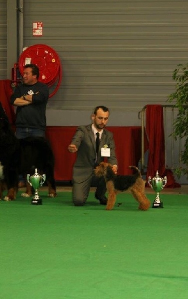 CH. kebulak Seductress - Bob BOG