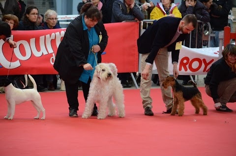 CH. kebulak Seductress - 1er Exc BOBJ