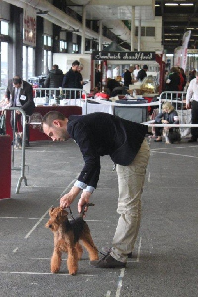 CH. kebulak Seductress - CACS CACIB BOB