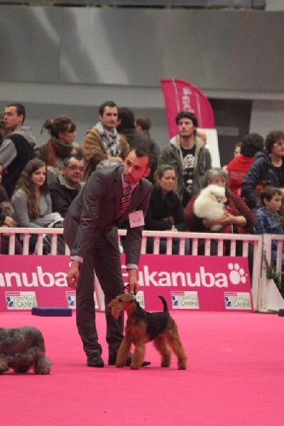 CH. kebulak Seductress - Cacs Cacib Bos Bob