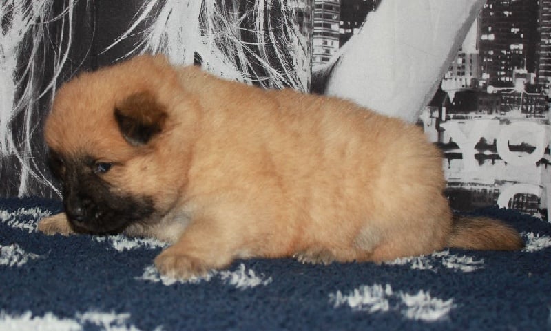 CH. Mazette de l'Odyssée des Muses