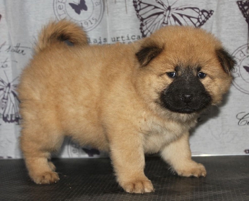 CH. Mazette de l'Odyssée des Muses