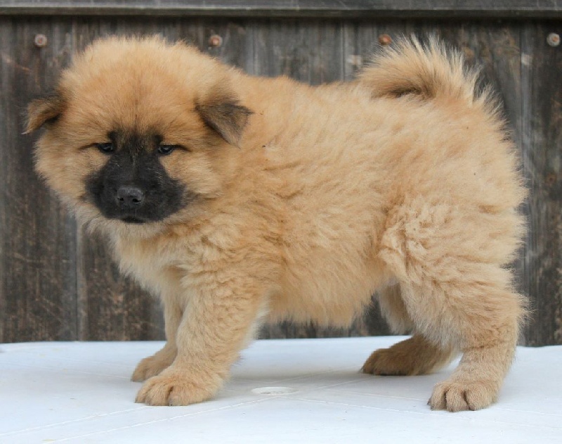 CH. Mazette de l'Odyssée des Muses