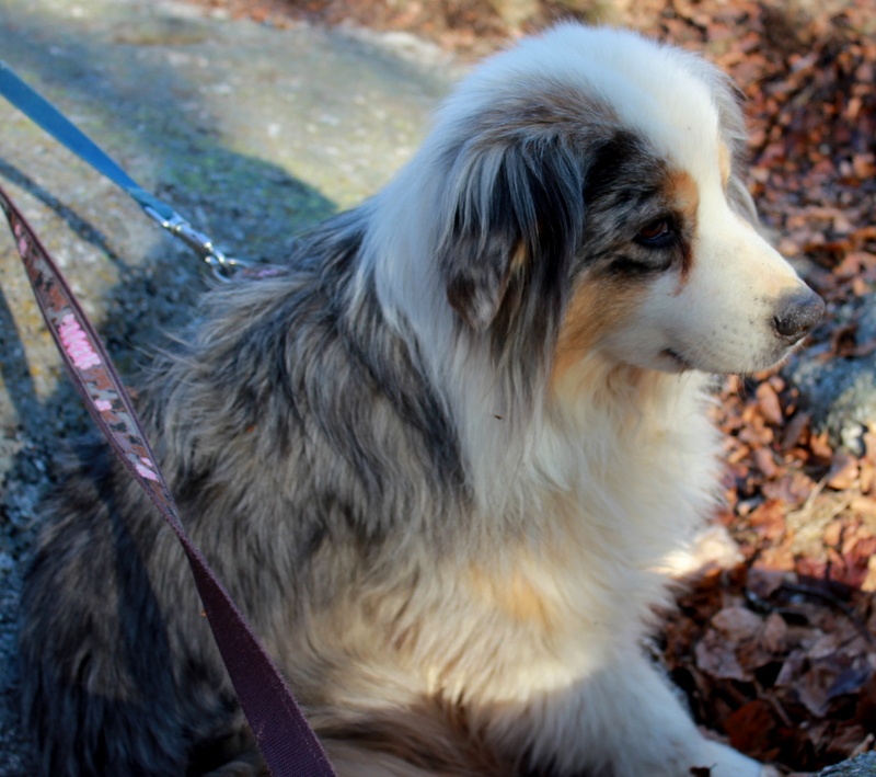 Publication : de l'Odyssée des Muses