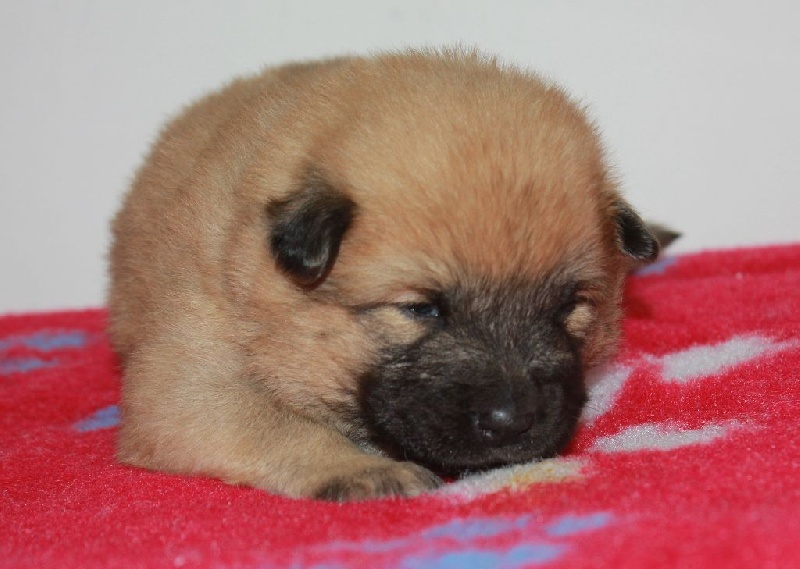 CH. Mazette de l'Odyssée des Muses