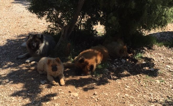 CH. Mazette de l'Odyssée des Muses