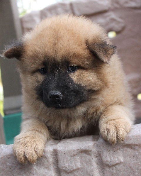 CH. Mazette de l'Odyssée des Muses