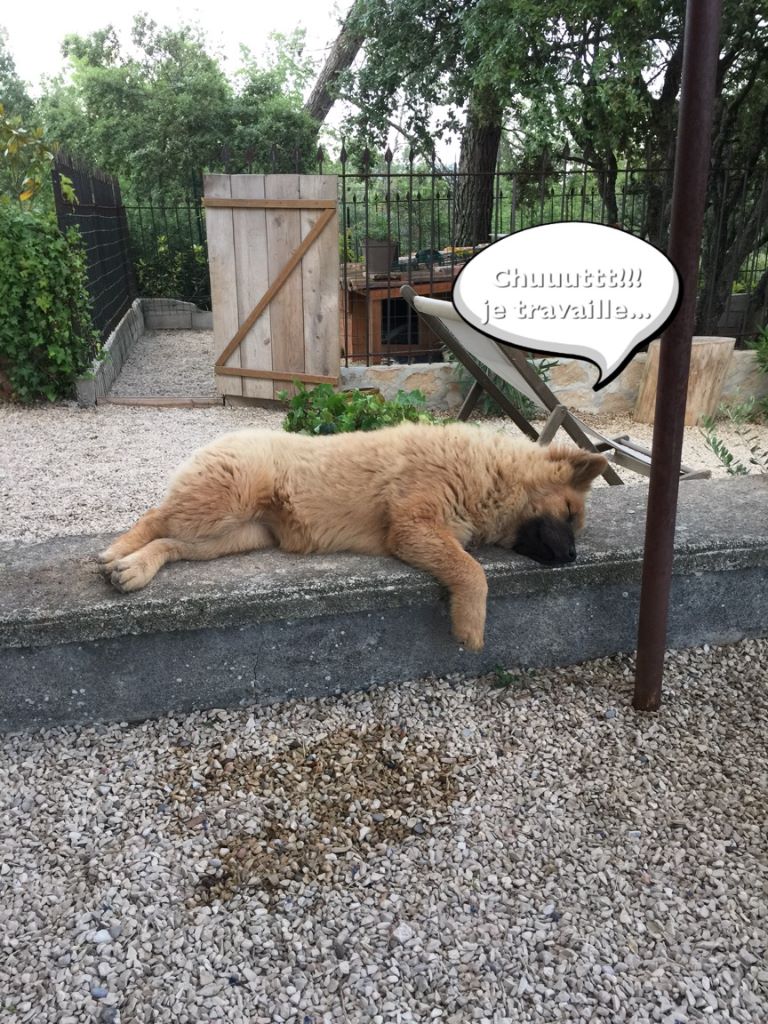 CH. Mazette de l'Odyssée des Muses