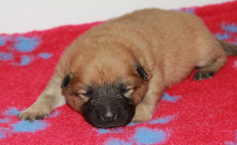 CH. Mazette de l'Odyssée des Muses