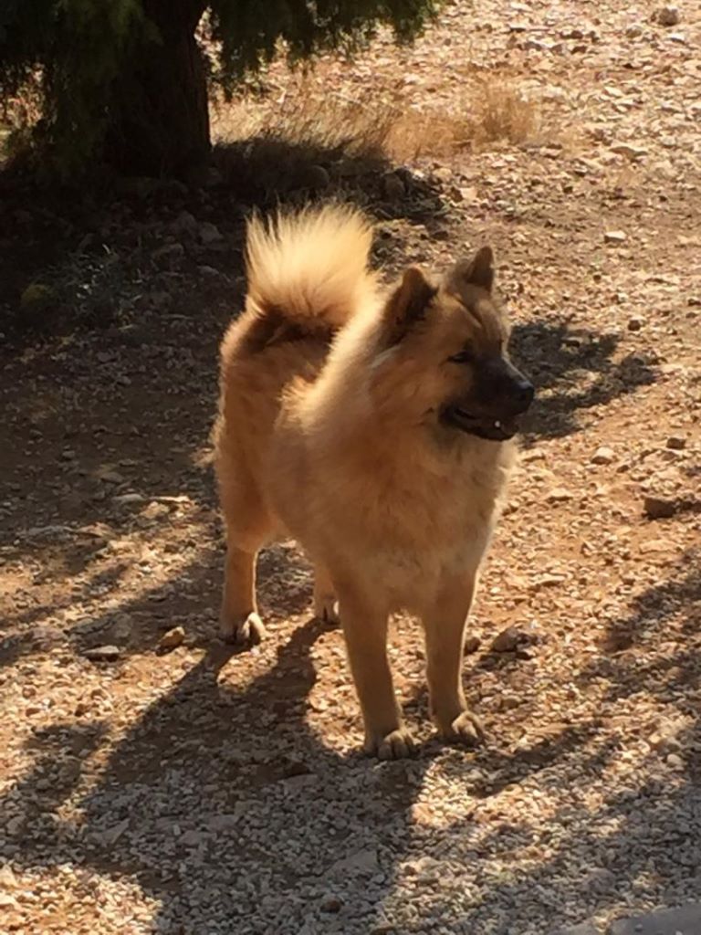 CH. Mazette de l'Odyssée des Muses