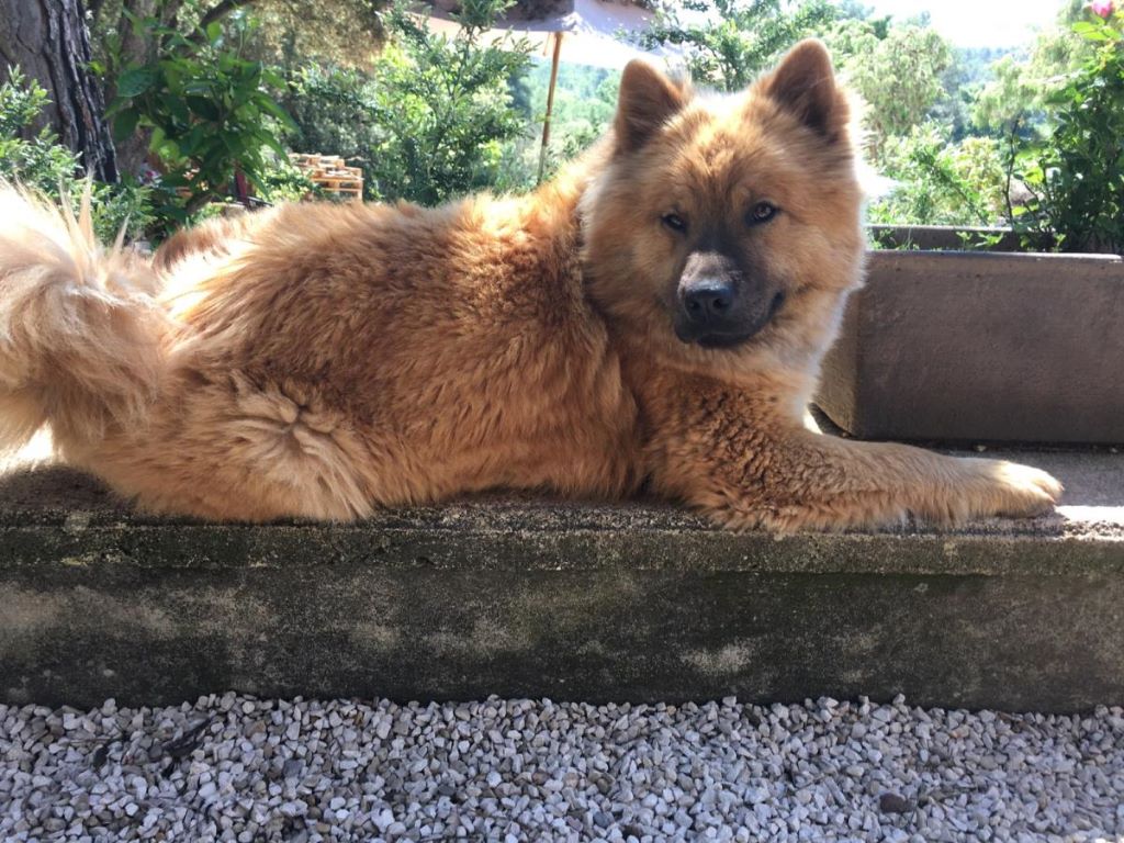 CH. Mazette de l'Odyssée des Muses