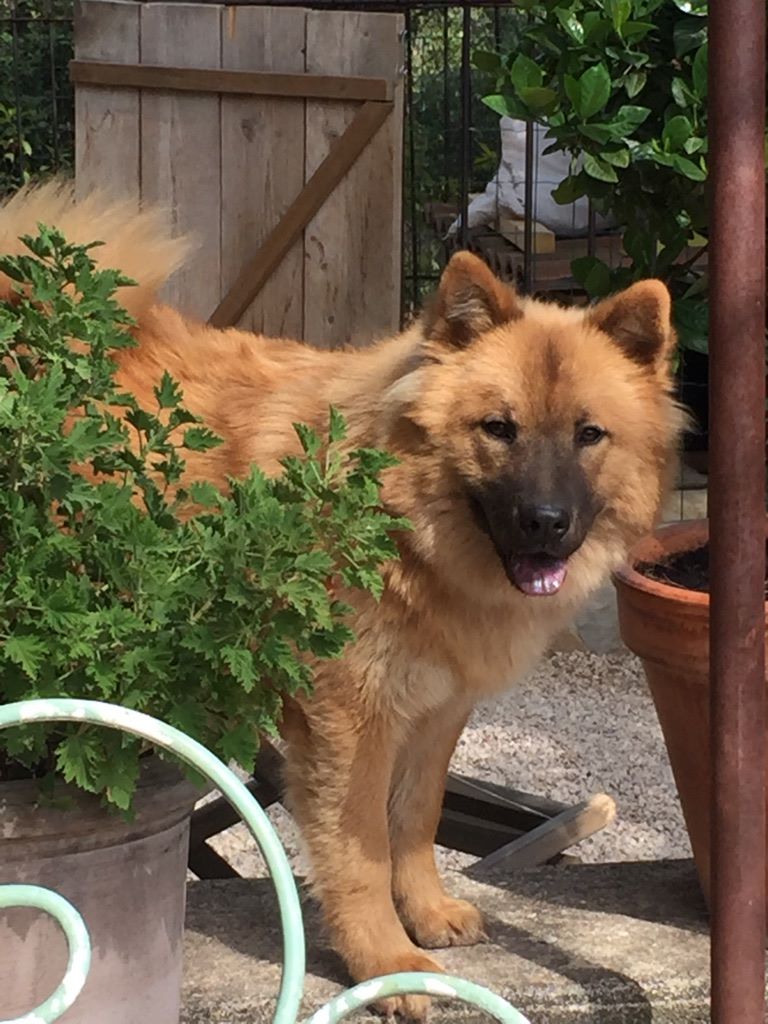 CH. Mazette de l'Odyssée des Muses