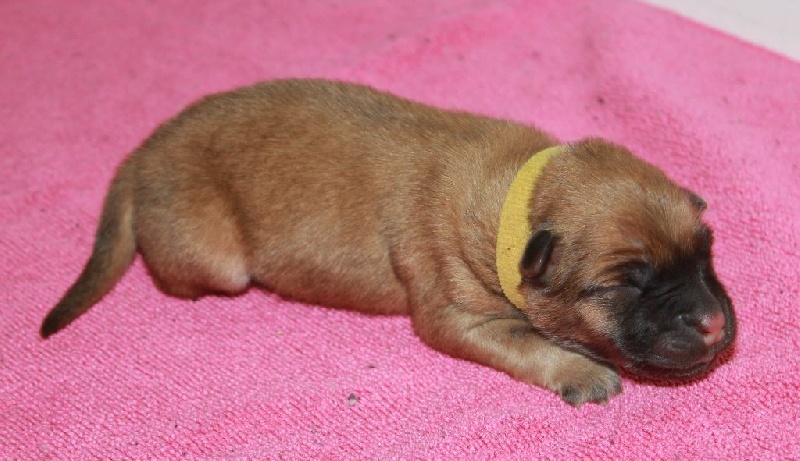 CH. Mazette de l'Odyssée des Muses