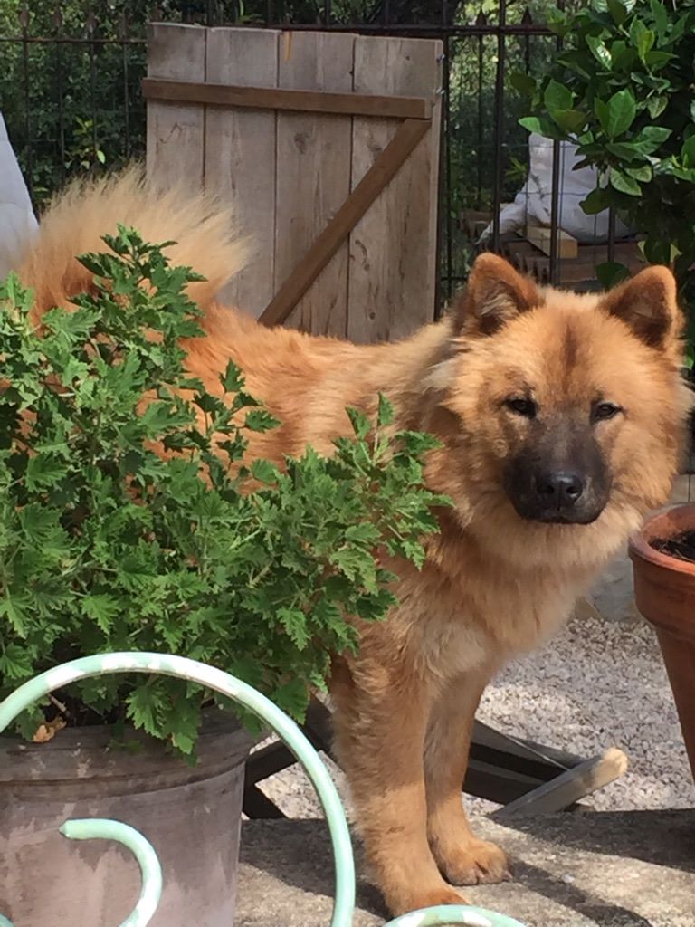 CH. Mazette de l'Odyssée des Muses