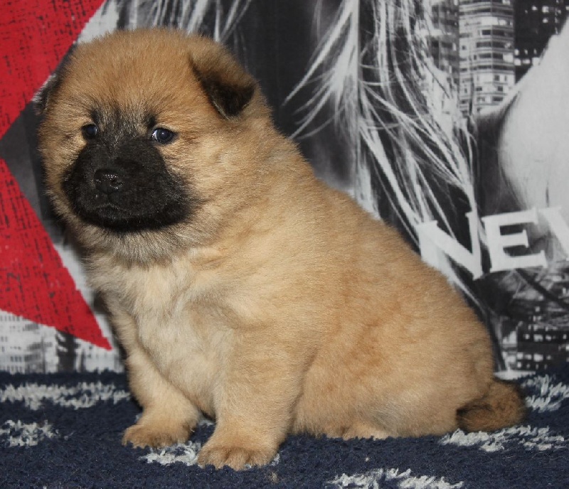 CH. Mazette de l'Odyssée des Muses