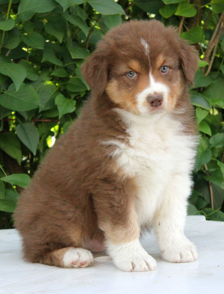 Chiot Elevage De Lodyssée Des Muses Eleveur De Chiens