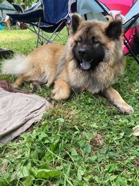 Ryu de l'Odyssée des Muses - 1er EXCELLENT