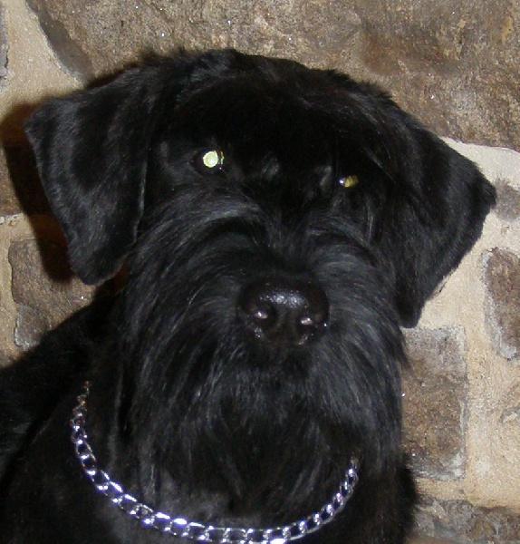 Cassandre du jardin de Coralicia