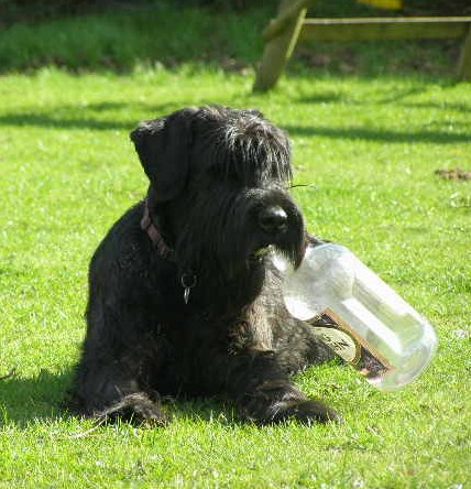Cassandre du jardin de Coralicia