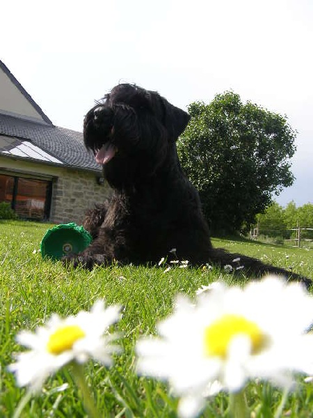 Cassandre du jardin de Coralicia