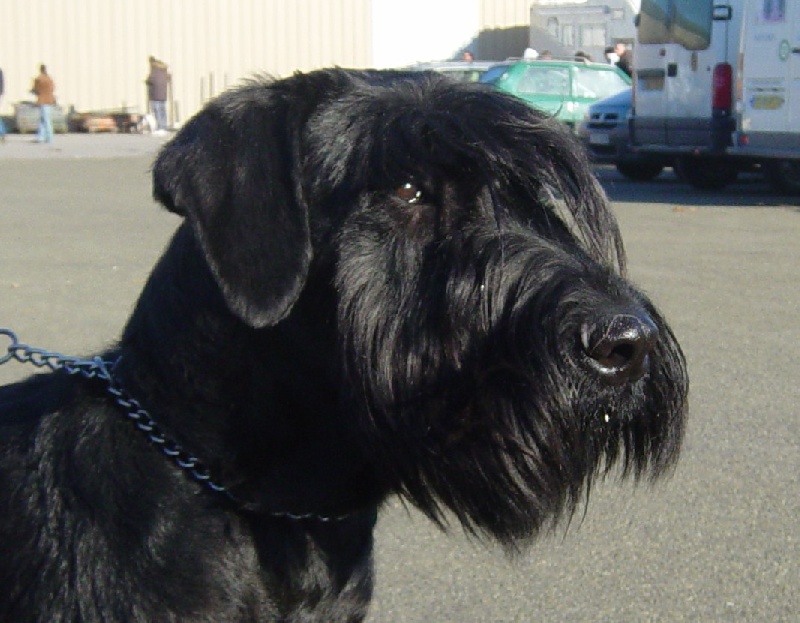 Véziane du jardin de Coralicia