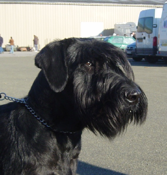 Véziane du jardin de Coralicia