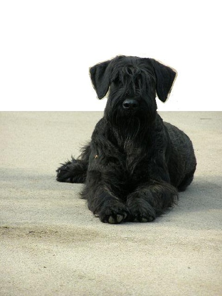 Cassandre du jardin de Coralicia