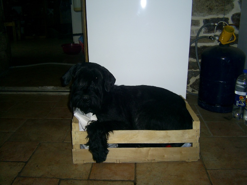 Véziane du jardin de Coralicia