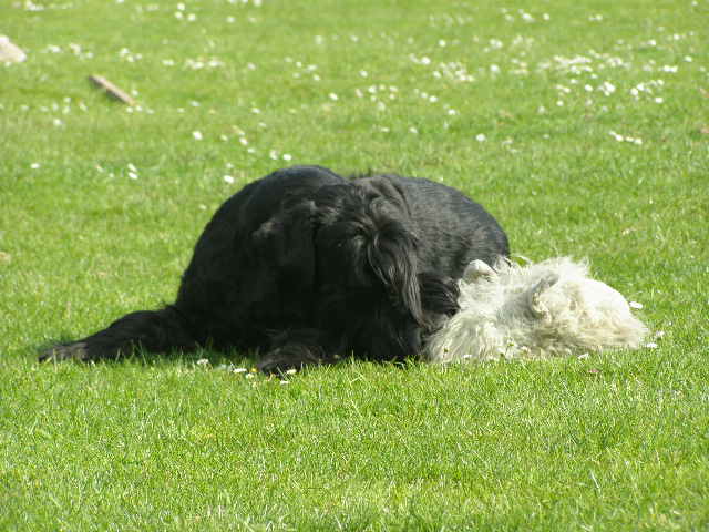 Cassandre du jardin de Coralicia