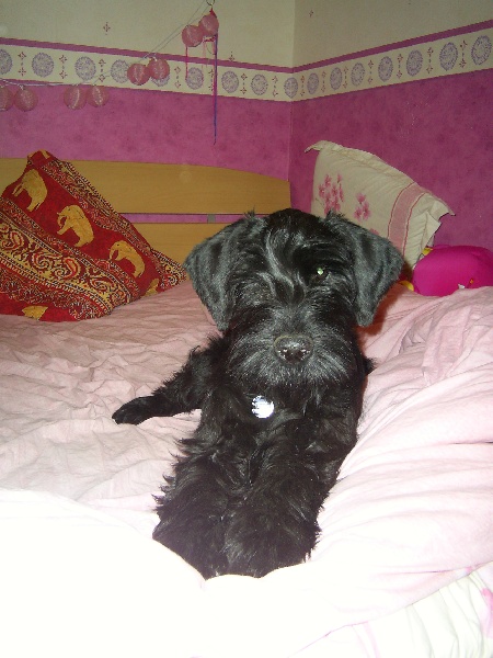 Cassandre du jardin de Coralicia