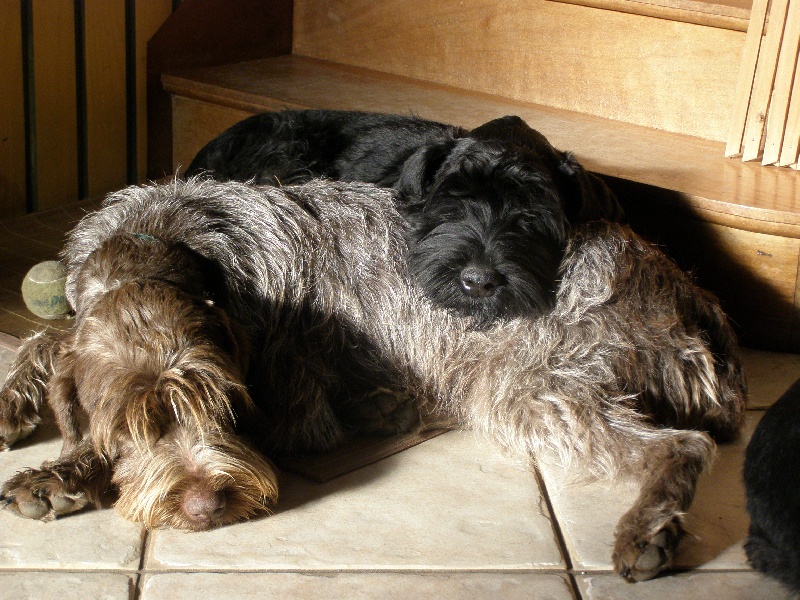 Cassandre du jardin de Coralicia