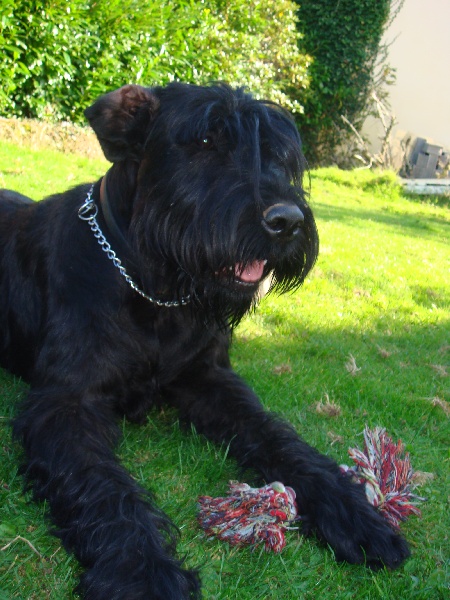 Cassandre du jardin de Coralicia